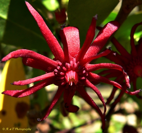 {Illicium floridanum}